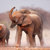 Elephant Jigsaw Game – Play Online Puzzles