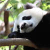 Panda Jigsaw Puzzle Game Online – Play Jigsaw PuzzlesFree